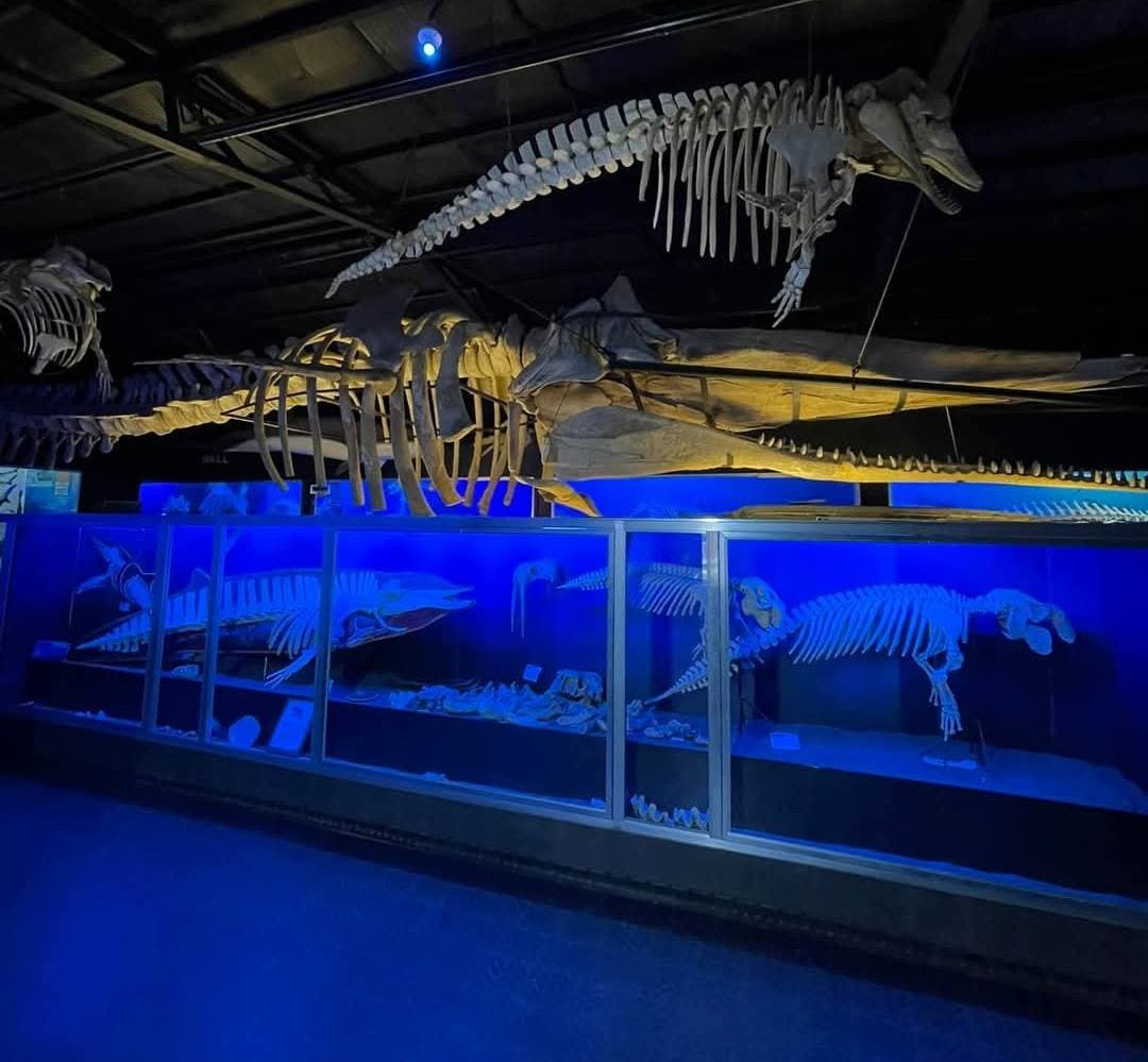 D' Bone Collector Museum